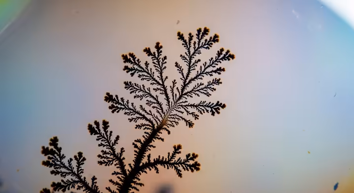 A macro photograph showing the intricate, fern-like pattern of a dendrite inside an opal.